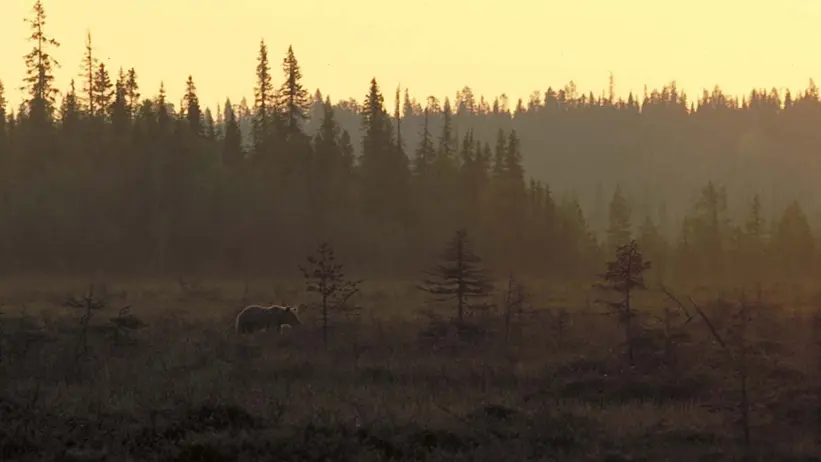 En björn vandrar över en myr.