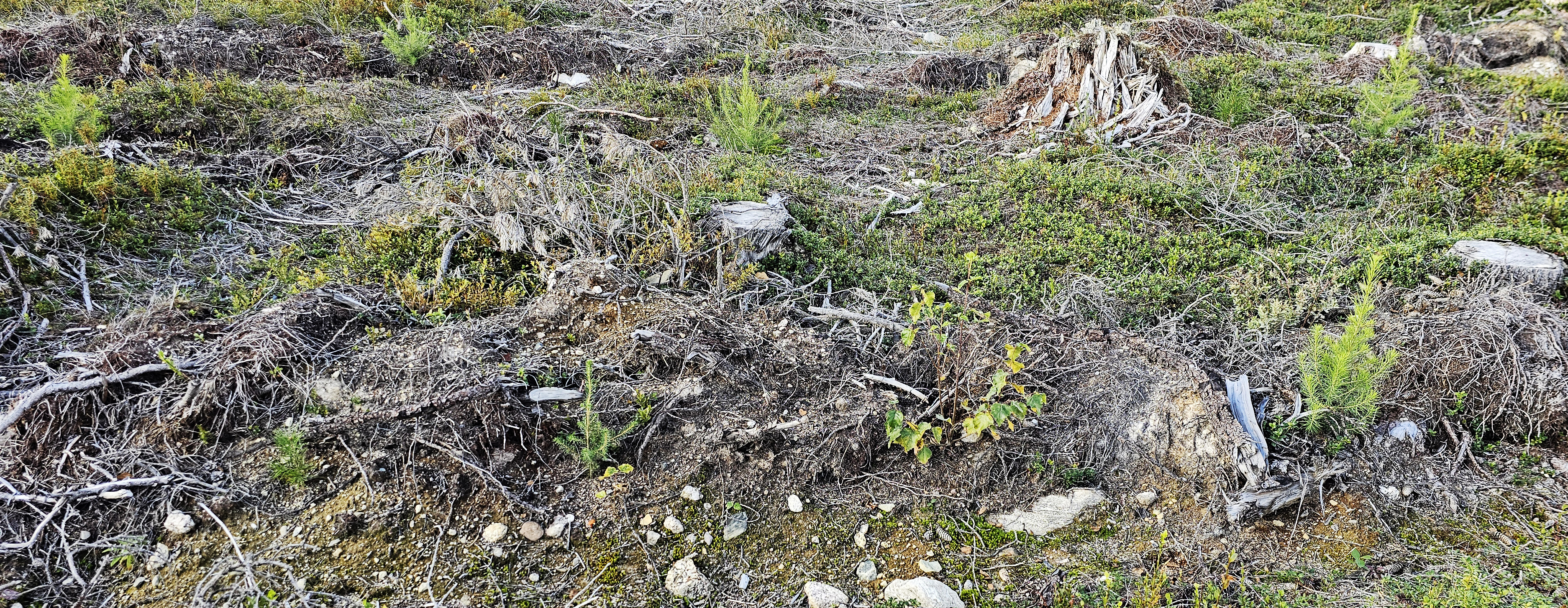 Newly planted mixed forest with four differen species in high density close to Vindeln, Västerbotten. 