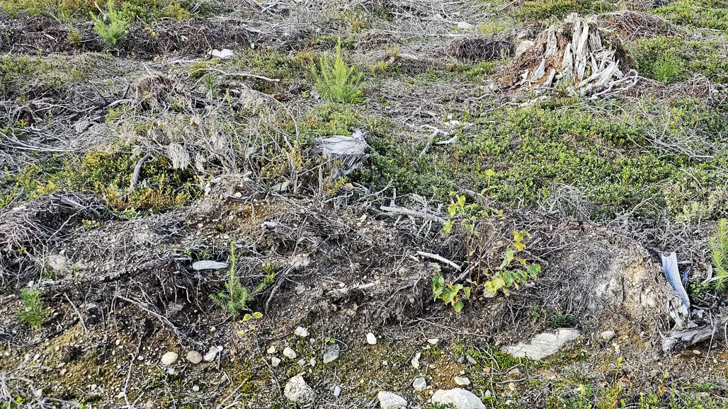 Newly planted mixed forest with four differen species in high density close to Vindeln, Västerbotten.