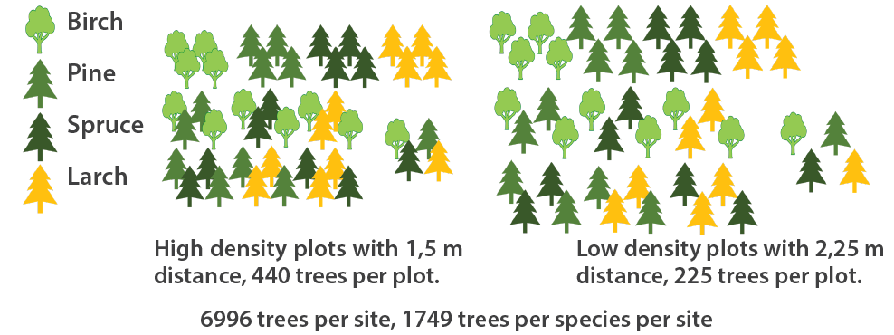 Illustration showing which mixtures of birch, pine, spruce and larch were planted. Monocultures as controls, all 6 possible two-way mixtures and one with all four species; both in low and high density plots.