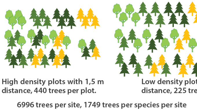 Grafik som visar vilka blandningar av björk, furu, gran och lärk planterades i experimentet. Utöver monokulturer som kontroll finns det alla möjliga blandningar av två arter och en med alla fyra arter i både tät planteringsavstånd och lägre densitet med större avstånd.