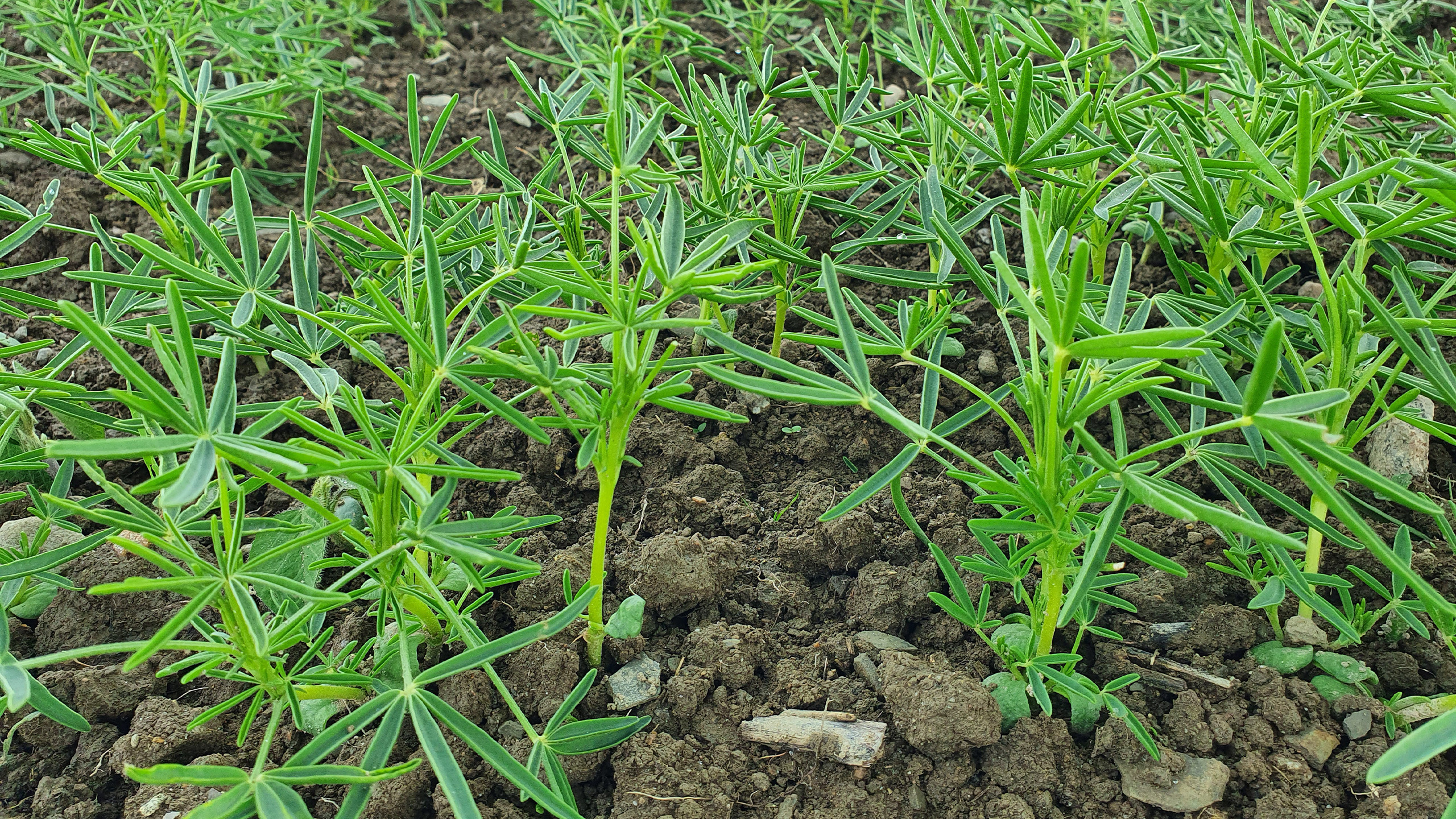 Close-up of small plants with elongated narrow leaves growing in soil.