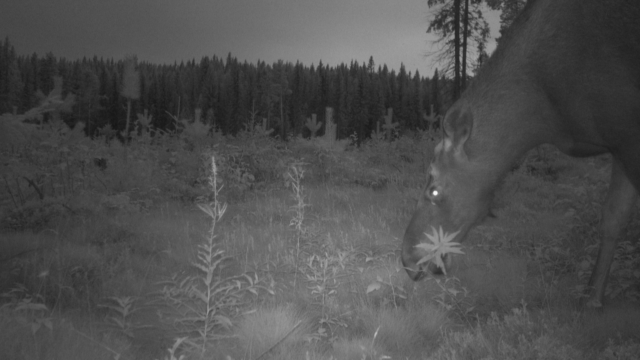 Moose grazing. 