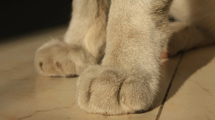 Photo of paws of indoor cat.