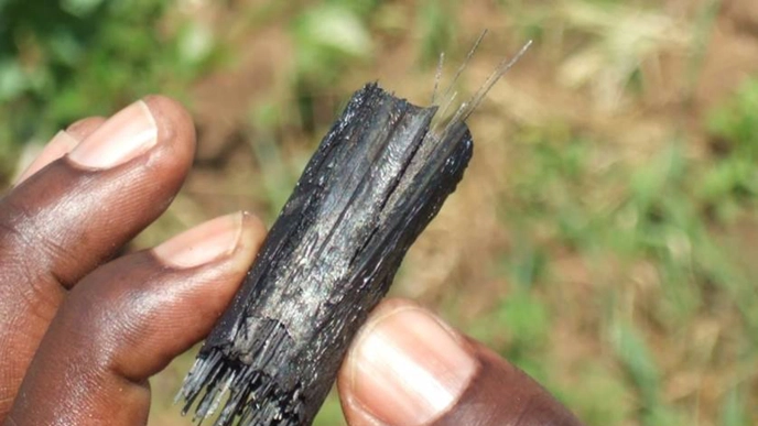 A hand shows a charred maize stalk