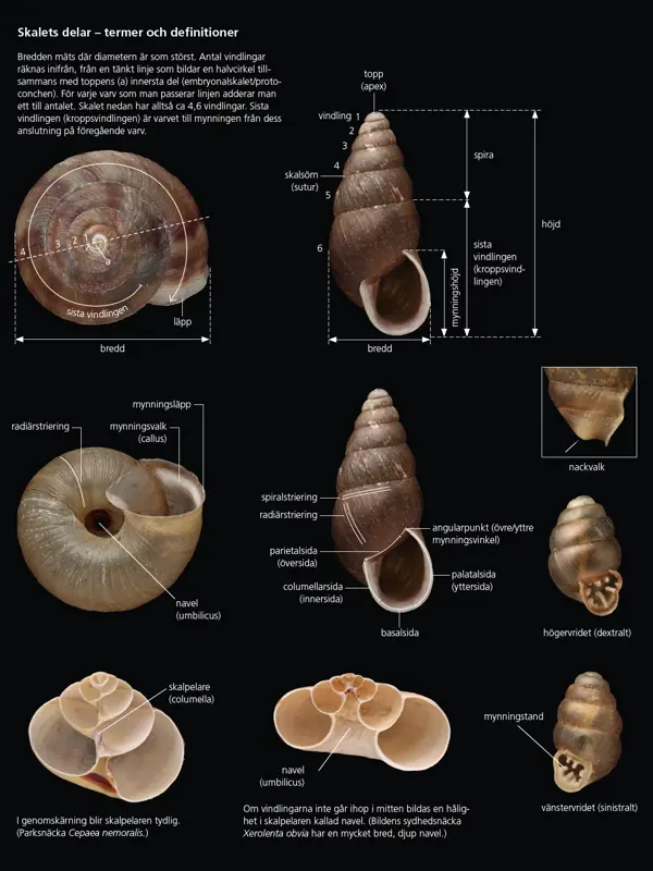 Olika snäckskal mot svart bakgrund med text i bild. Foto
