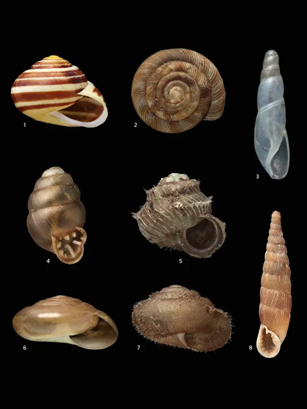 Olika snäckskal med siffror mot svart bakgrund. Foto