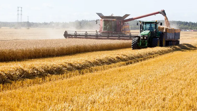 Lantbruksdriften vid SLU skördar höstvete.