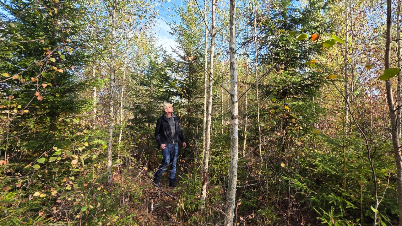 A forest owner in a young forest with sparsely planted spruce and naturally regenerated birch.