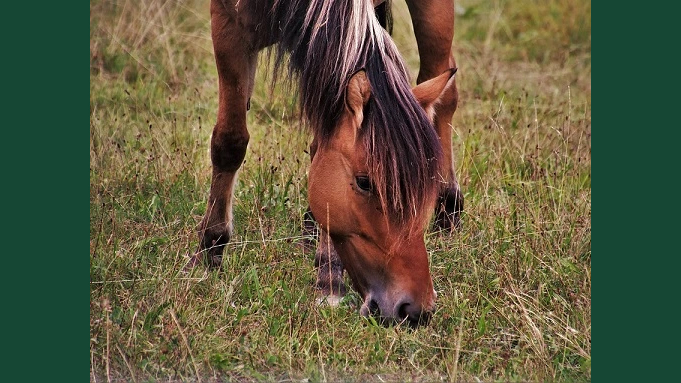 Foto av en betande häst i gröngult gräs.