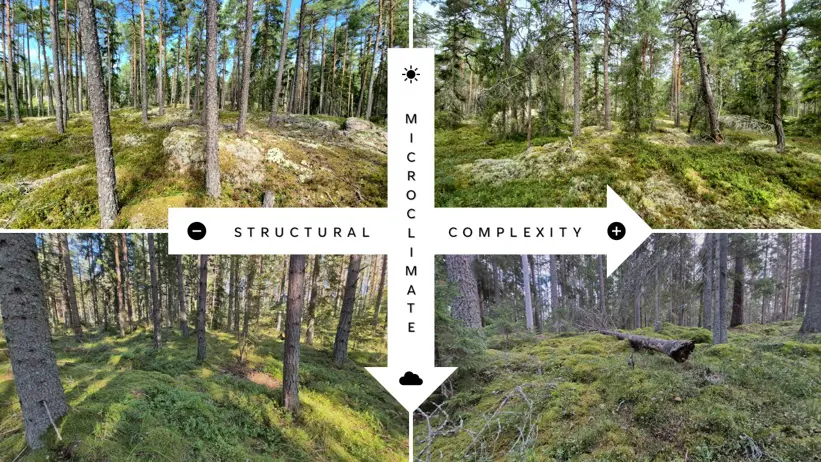 Kollage som visar skogsbestånd längs gradienter av strukturell komplexitet och mikroklimat.