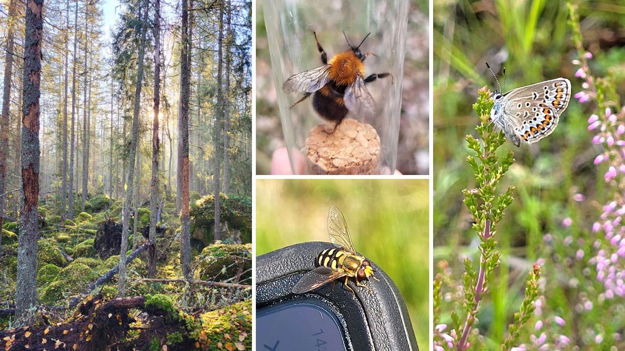 Kollage med skogsmiljö och pollinerande insekter, inklusive humla, fjäril och blomfluga i skogslandskap.