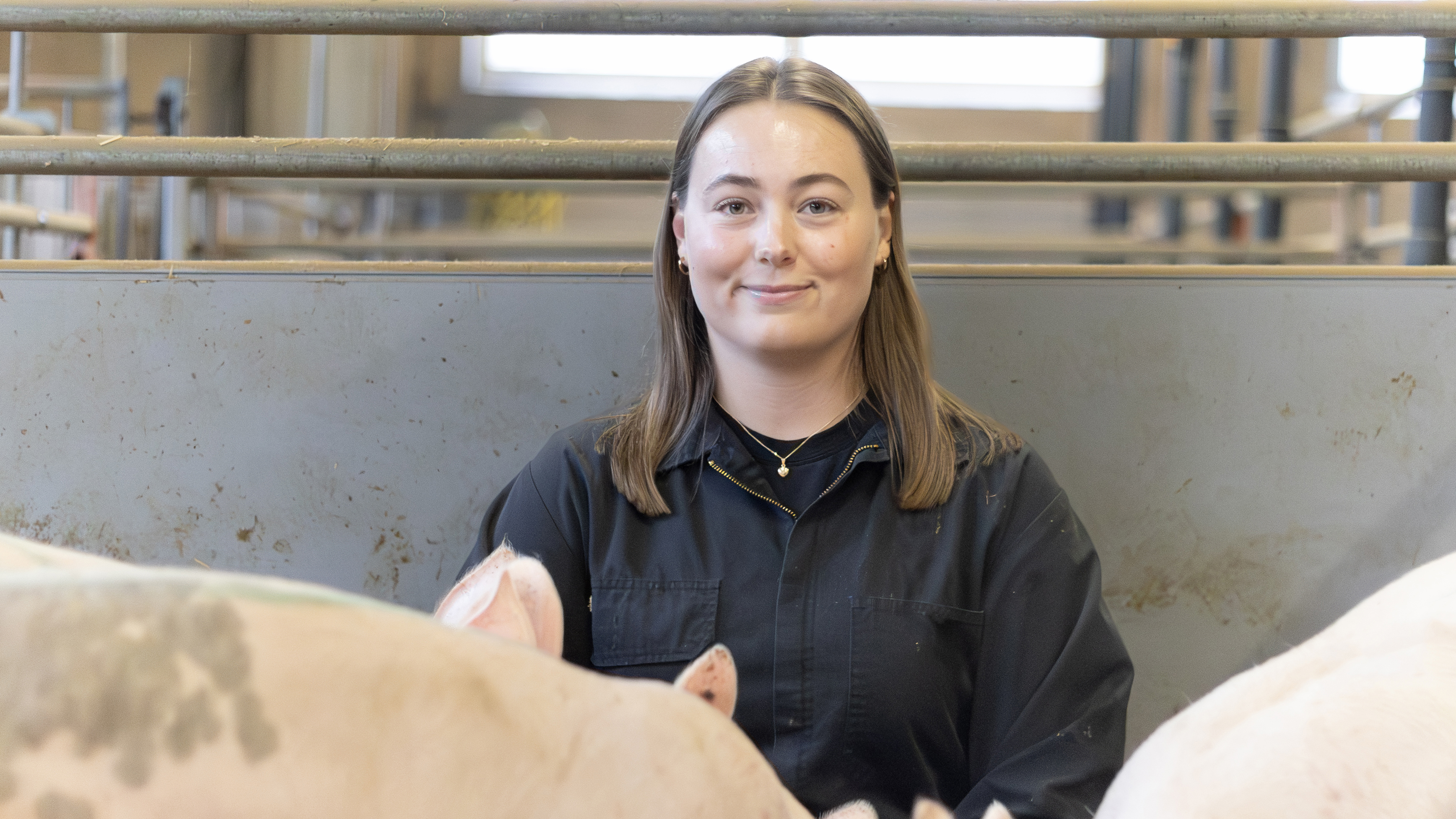 Foto av en kvinna (Astrid Bornfeldt Persson, SLU) sittandes tillsammans med grisar i ett inomhusstall.