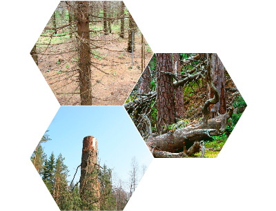 Triadskogsbruk, exempel: intensivodlat, orört, brukat med naturhänsyn
