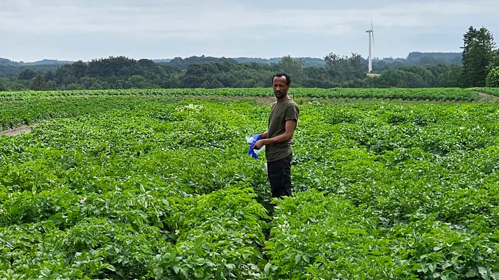 A person standing in a potato field. Photo.