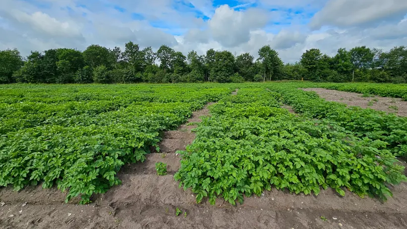 A potato field. Photo.