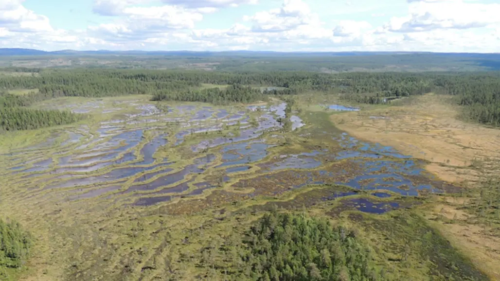 Delvis översvämmad våtmark mellan grupper av träd, sett ovanifrån. Foto