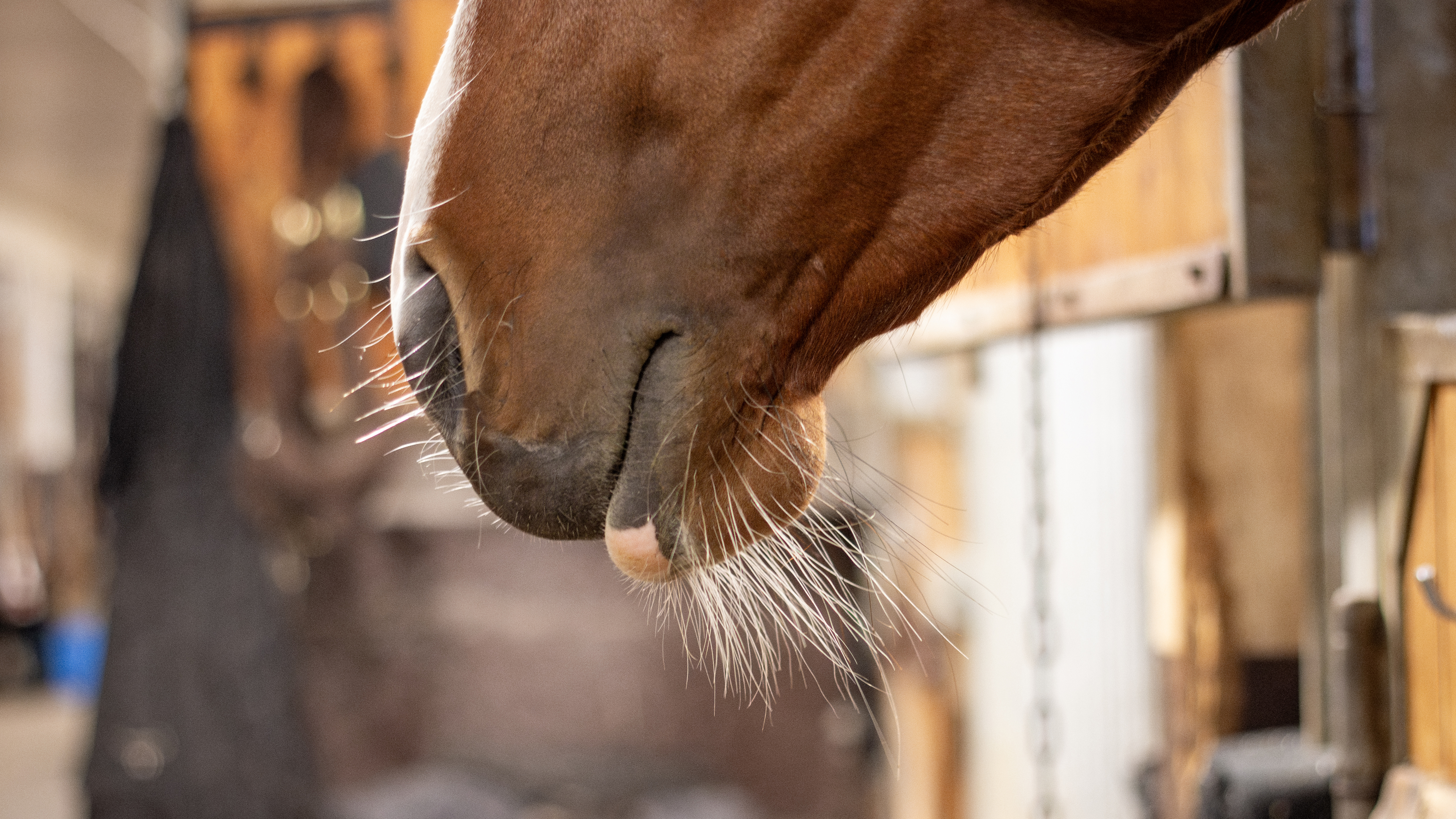Photo of a horse's muzzle indoors in a stable setting, with a wisp of smoke coming from its nostrils.