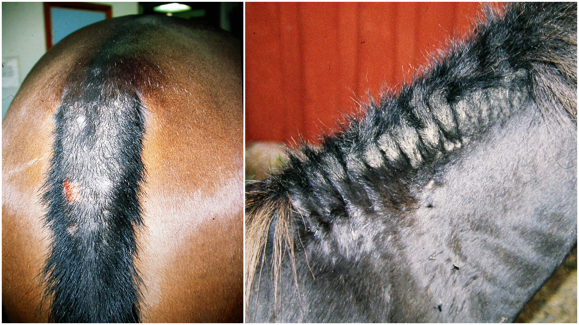 Kollage med två bilder av hästar med allergiska symptom.