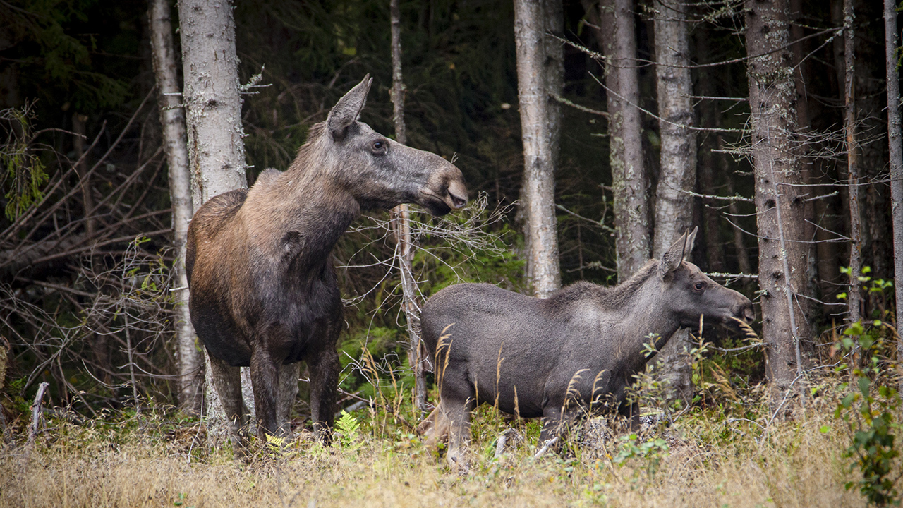 Två älgar i en skog: Foto