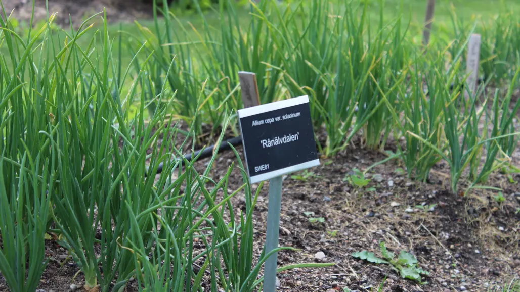 Plantor av potatislöken 'Rånälvdalen' växer i en bädd i Nationella genbanken. Friskt gröna blad sticker upp ur bädden och framför dem står en skylt nertryckt i marken med namn på löken. Foto Erik de Vahl.