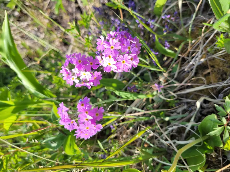 Lilarosa blomma bland grönt gräs. Foto