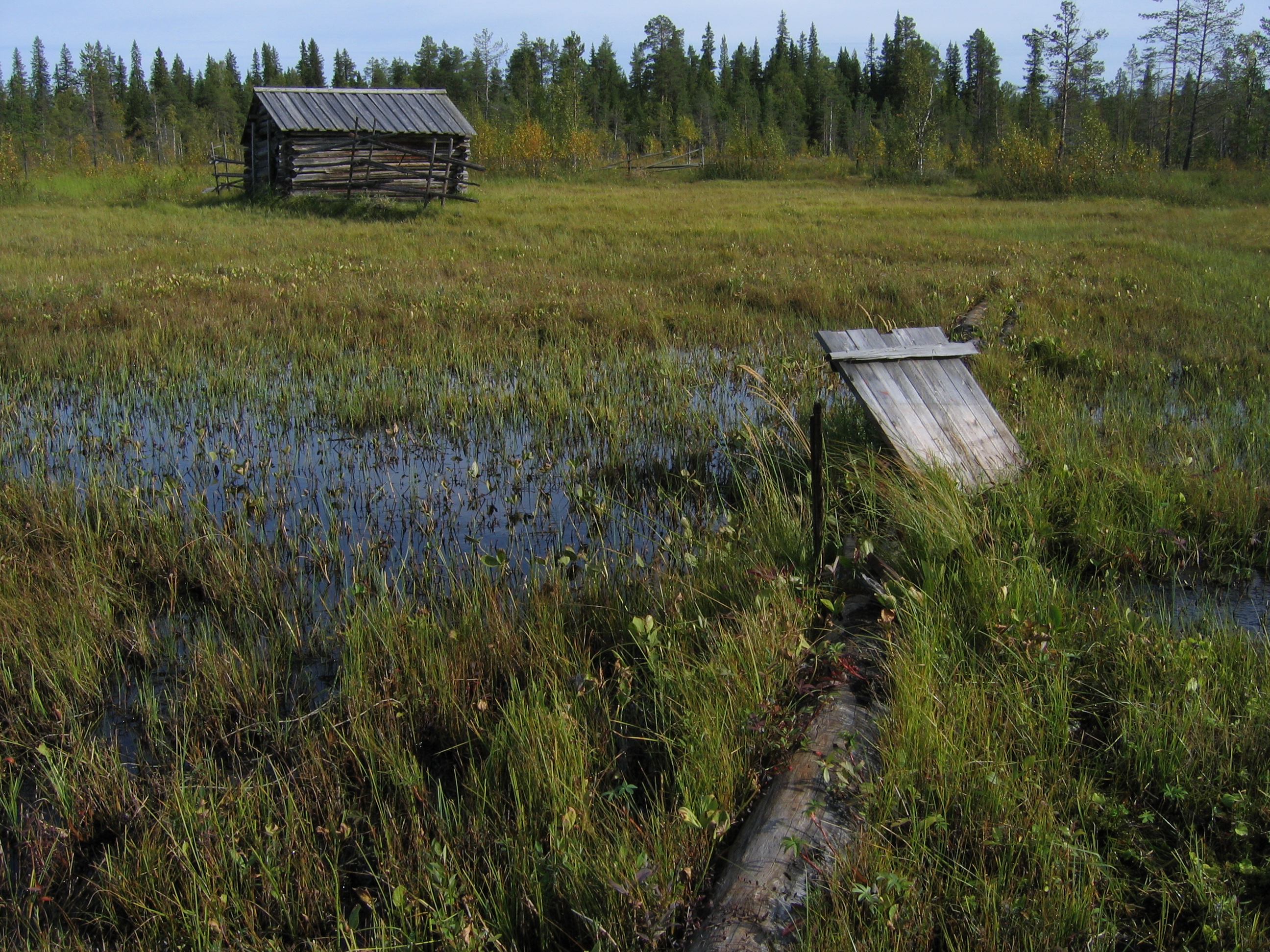 Myrmiljö med vegetation, vatten och en liten grå lada i Norrbotten. Foto