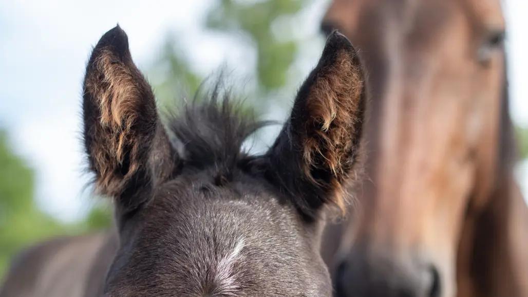 Photo of the ears of a foal with the mare in the background, both outdoors in a pasture during the summer.