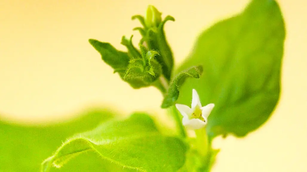 A close-up of a flower. Photo.