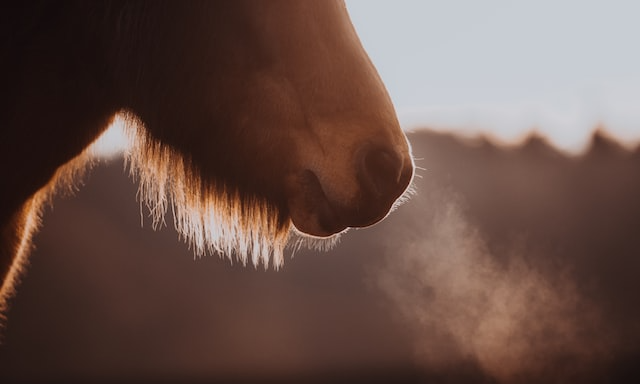 Siluett islandshäst