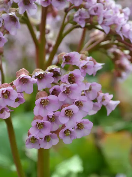 Foto av Grönt kulturarv®s hjärtbergenia 'Möja'. Fotot visar en närbild av svagt rosa blommande blommor, De tjocka stjälkarna och foderbladen går i en grönbrun-rosa ton. I bakgrunden anas fler stjälkar och det gröna bladverket.