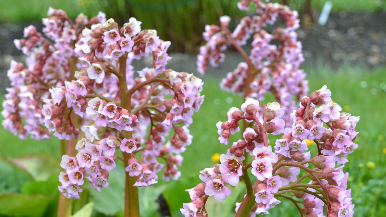 Foto av Grönt kulturarv®s hjärtbergenia 'Möja'. Fotot visar en närbild av hängande blomskaft fyllda med svagt rosa blommor. De tjocka stjälkarna och foderbladen går i en grönbrun-rosa ton. I bakgrunden syns en grön gräsmatta med enstaka gula maskrosor och en långsmal rabatt med öppen jord.