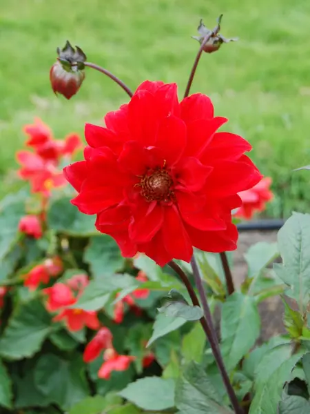 Närbild av Grönt kulturarv®s Dahlian 'Regina'. I bild syns en stor, halvfylld och knallröd blomma med två outslagna knoppar på en mörkt lila stjälk. I bakgrunden syns en rödblommande begonia.