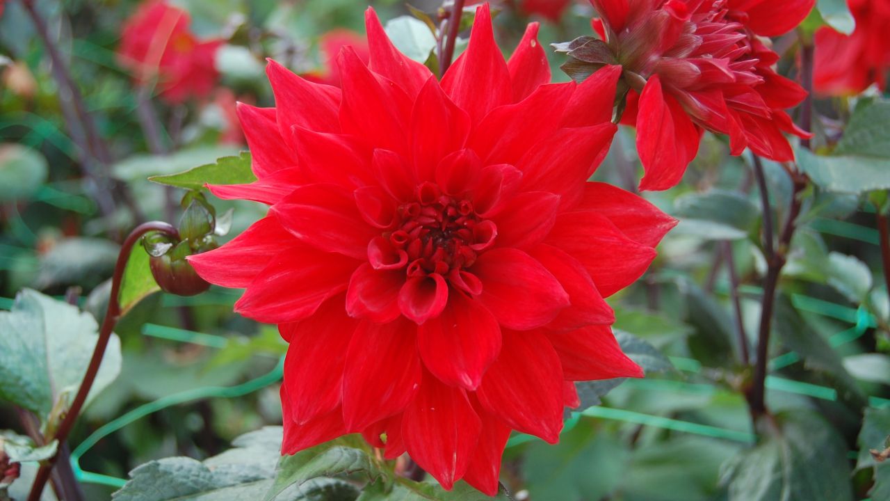 Närbild av Grönt kulturarv®s Dahlian 'Regina'. I bild syns en stor, halvfylld och knallröd blomma. I bakgrunden syns knoppar och fler utslagna blommor, samt det mörkgröna bladverket och de mörkt lila stjälkarna.