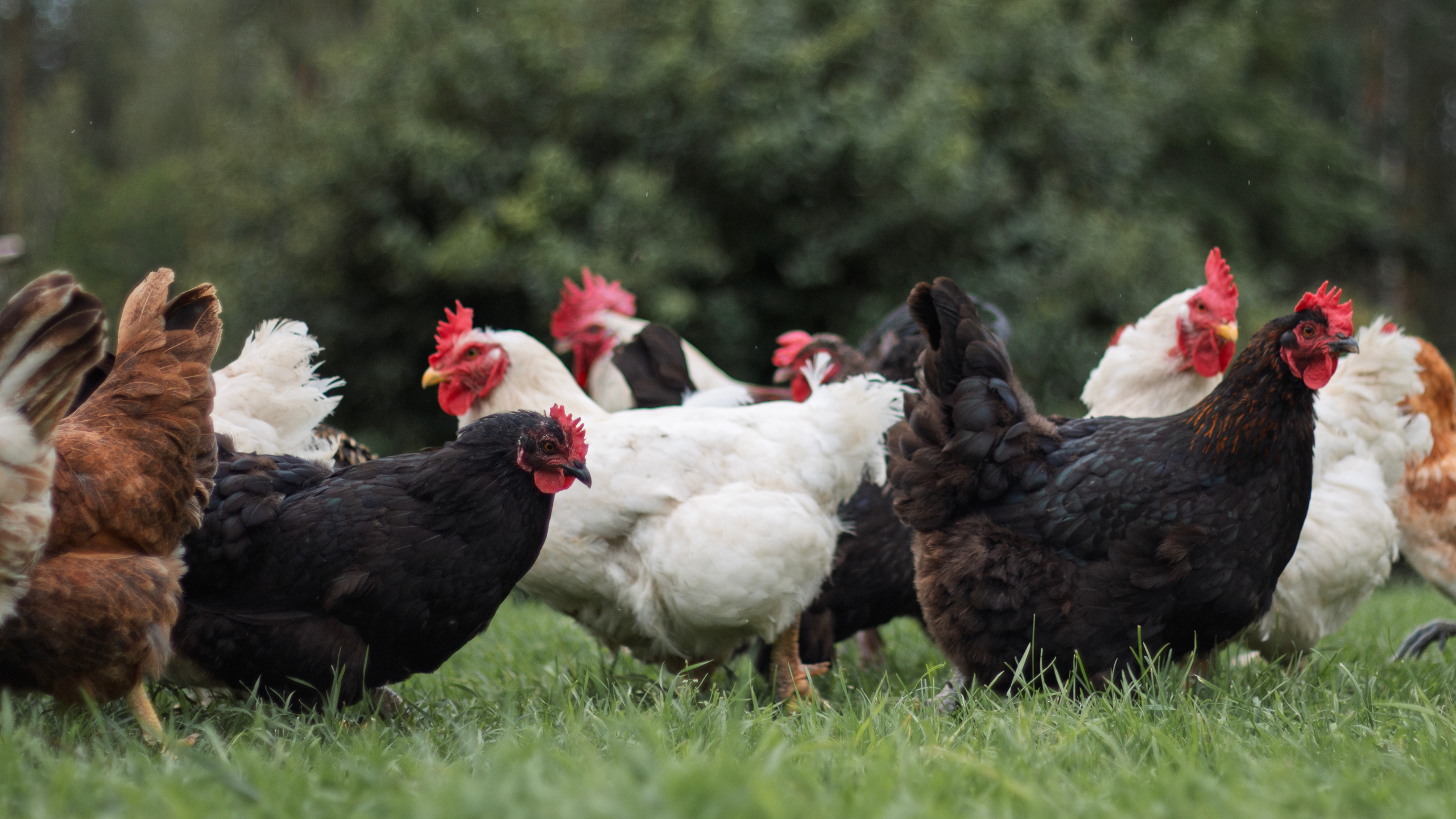 Chickens on a lawn