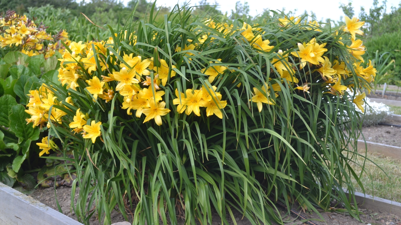 Foto av Grönt kulturarv®s dagliljan 'Esbjörn'. Fotot visar en stor tuva med rikligt av varmt gula blommor i olika stadier. Blommorna sticker ut mellan de långsmala ljusgröna bladen. I bakgrunden syns Bergenia, en gul daglilja samt andra perenner planterade i rabatter med träram runt.
