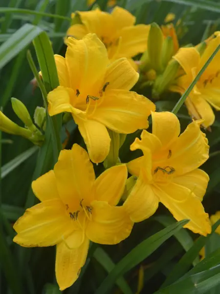Närbild av Grönt kulturarv®s dagliljan 'Esbjörn'. Fotot visar tre varmt gula blommor, där de inre kalkbladen är vågiga i bladkanten. I bakgrunden syns fler blommor, samt även blomknoppar och det gröna långsmala bladverket.