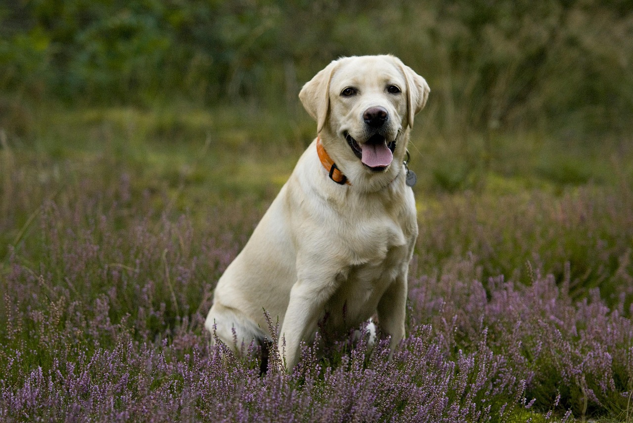 Labrador
