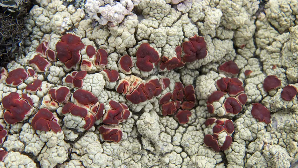 Röda pricka på vita fläckar. Foto