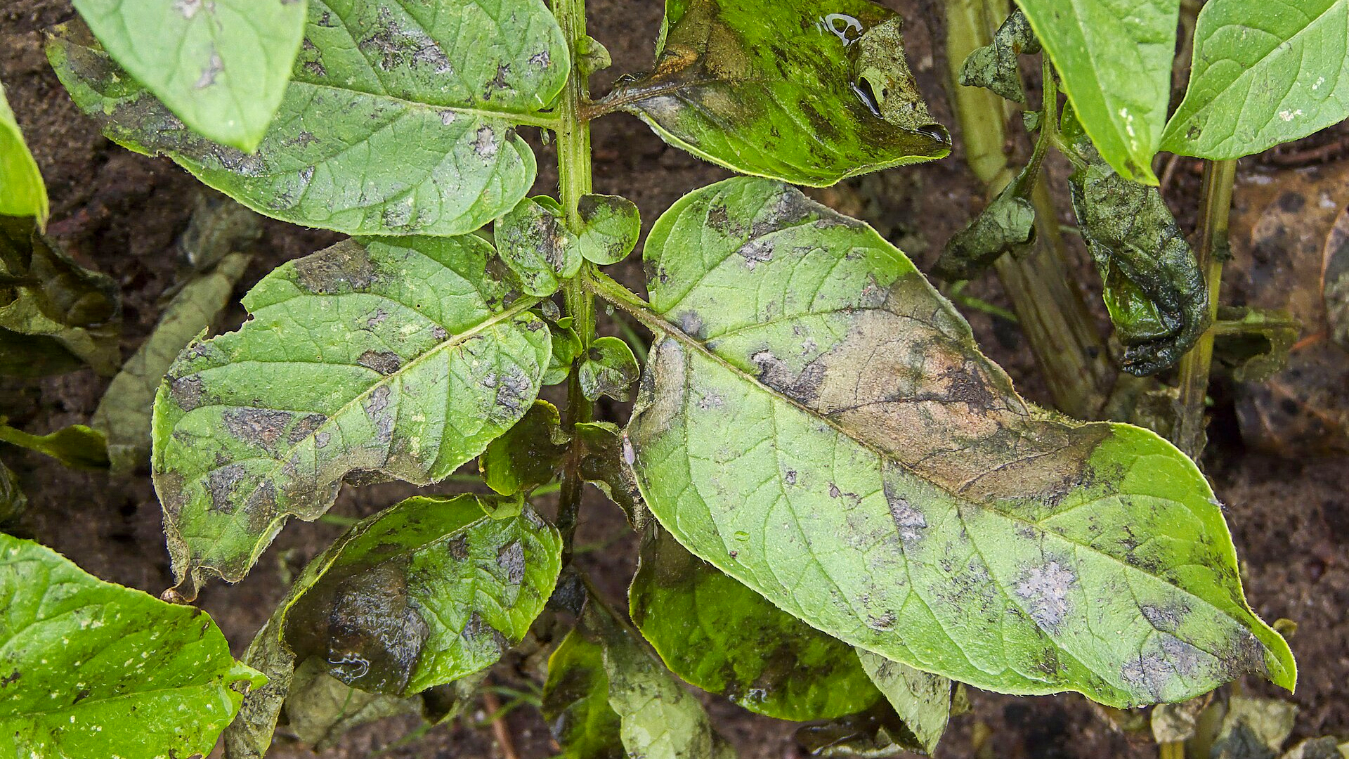 Close-up of potato leaves with brown spots. Photo.