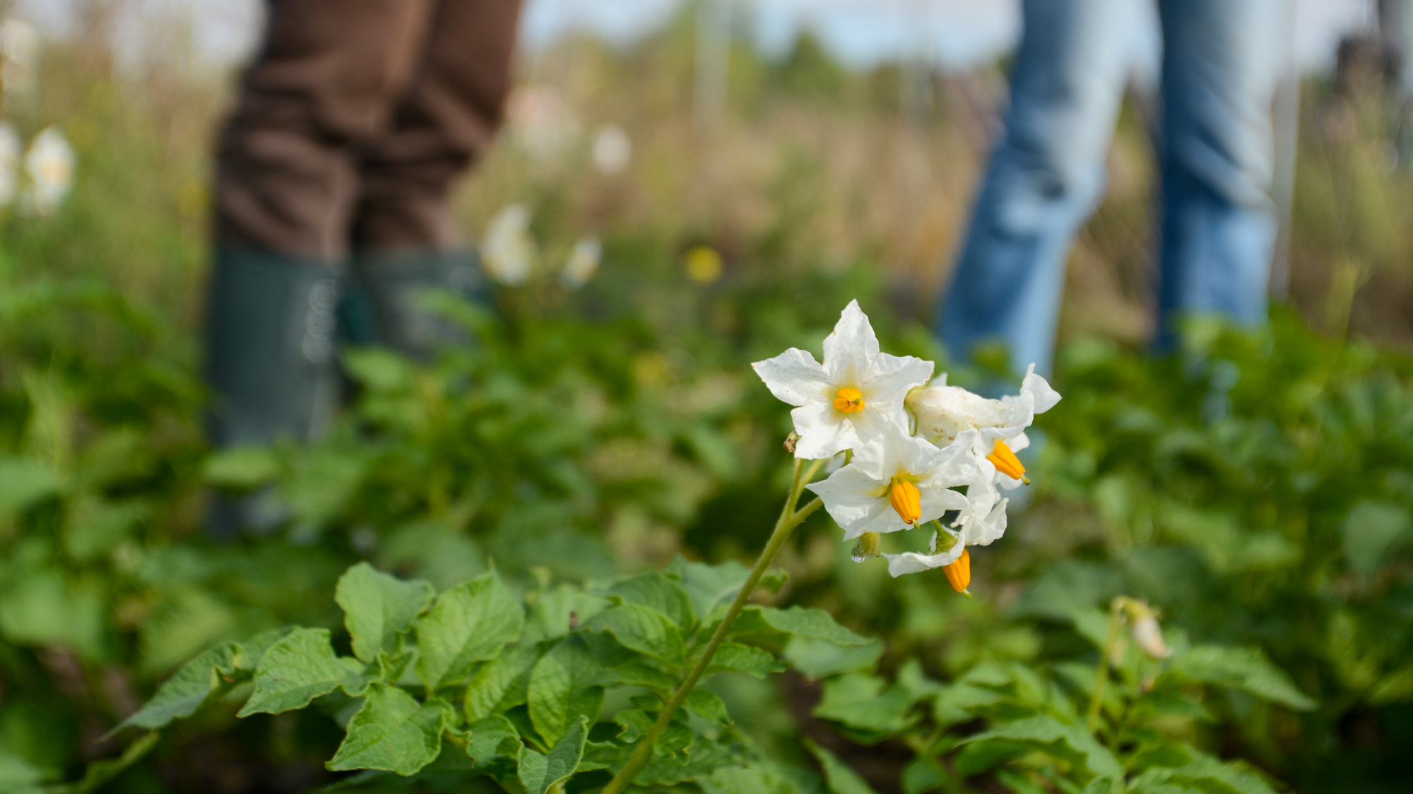 A lose-up of a potato flower with people in the background. Photo.