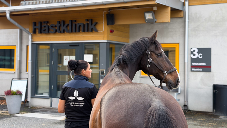 Häst vi entre till hästavdelningen