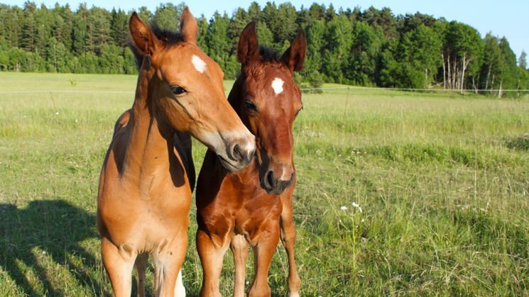 Två bruna häst föl som är i en hage.  I bakgrunden syns en grön åker med träd. 