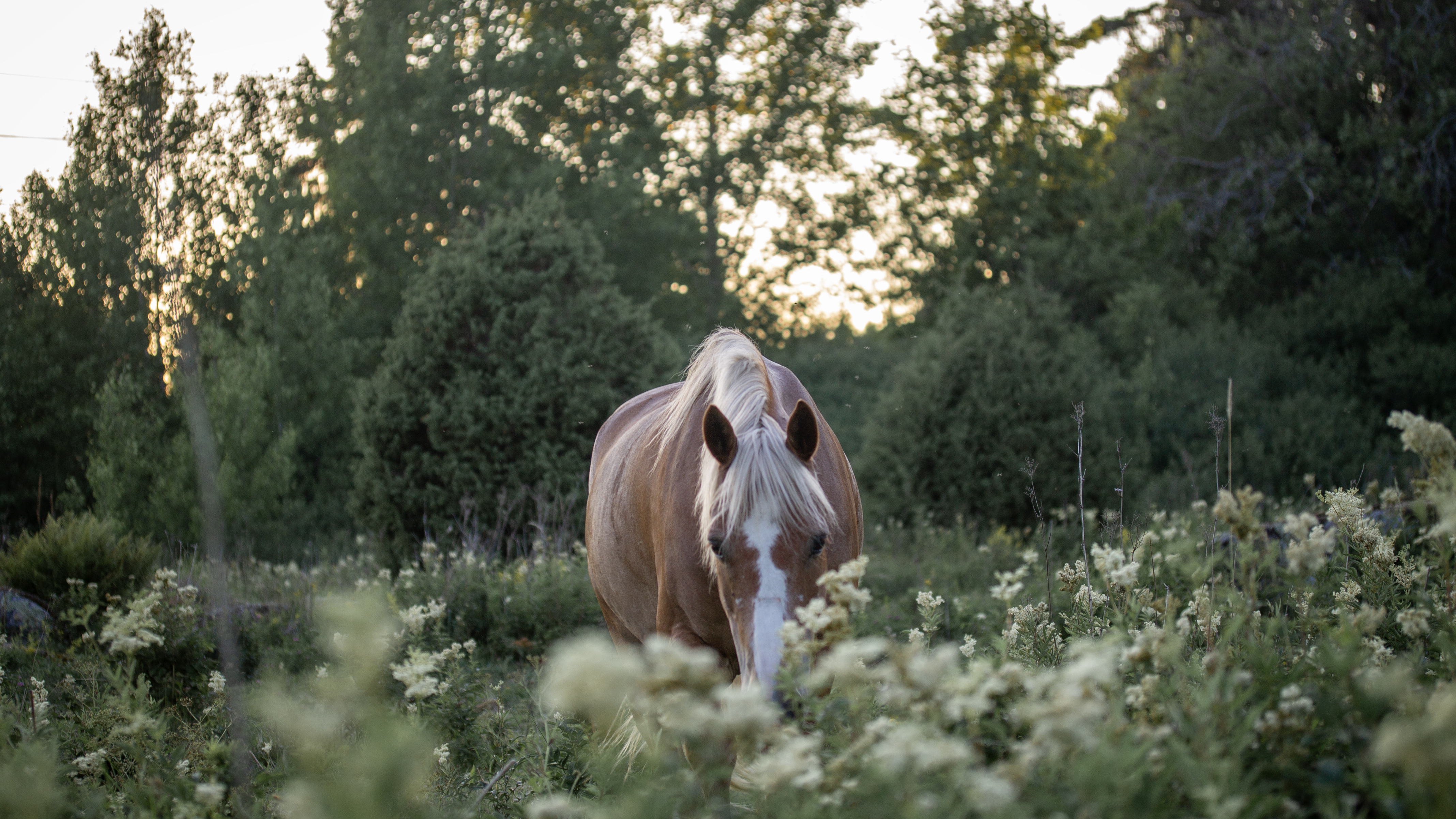 Foto av en ponny i sommarhage med hög växtlighet.
