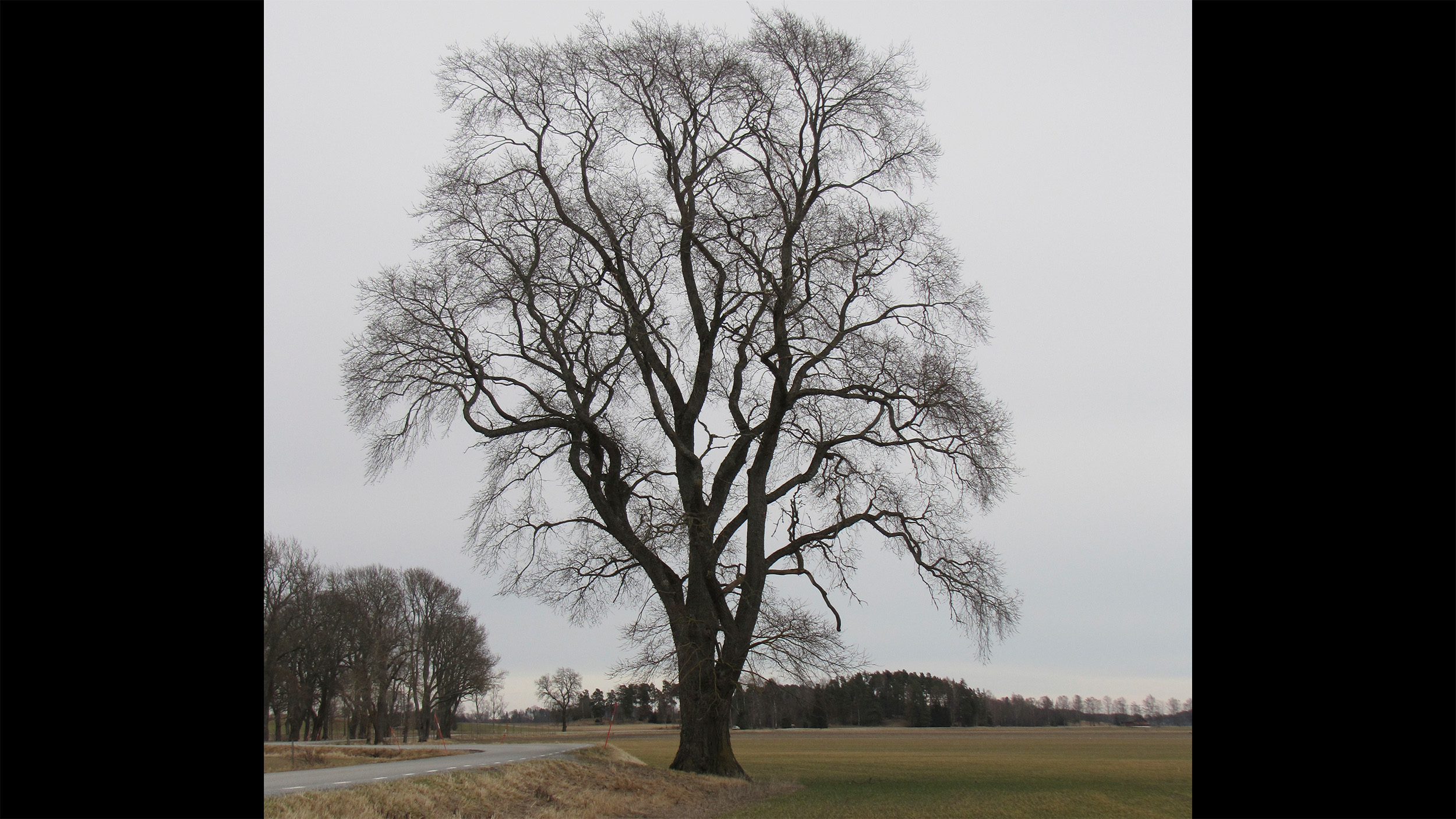 Stort, naket lövträd i öppet odlingslandskap.