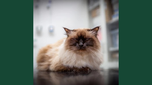 Foto av en birmakatt på ett undersökningsbord.