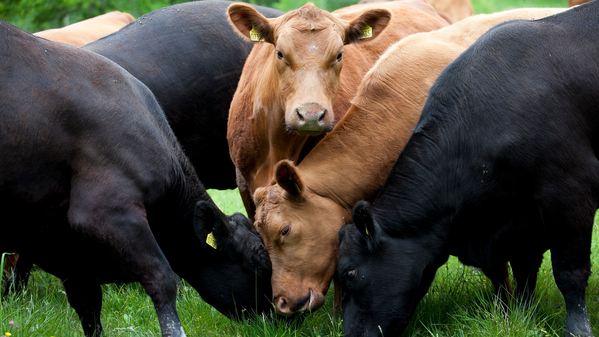 Foto av kor utomhus i gräs.