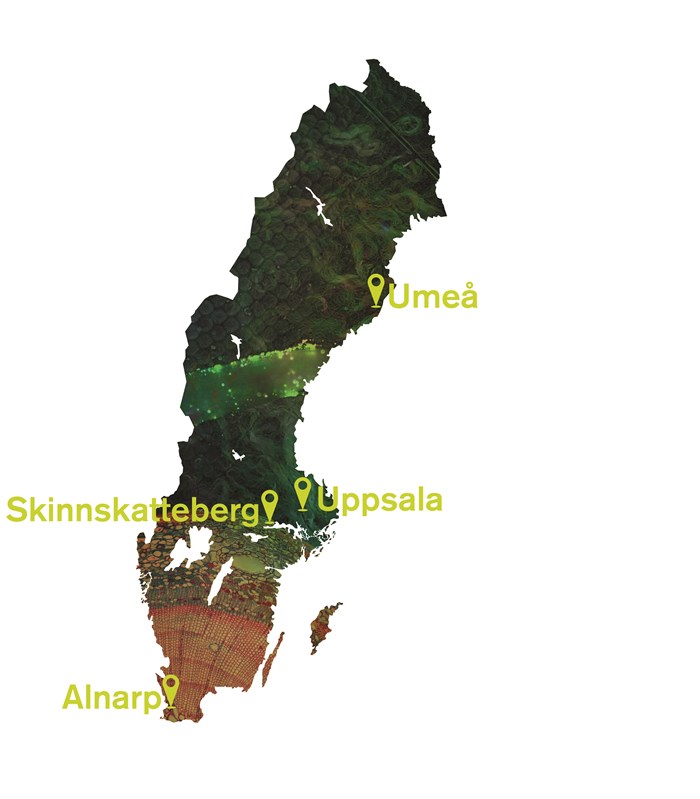 Sverigekarta med SLUs fyra campus i Alnarp, Skinnskatteberg, Uppsala och Umeå. Illustration