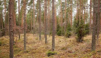 55 årig tallskog