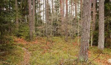 80 -årig  tallskog
